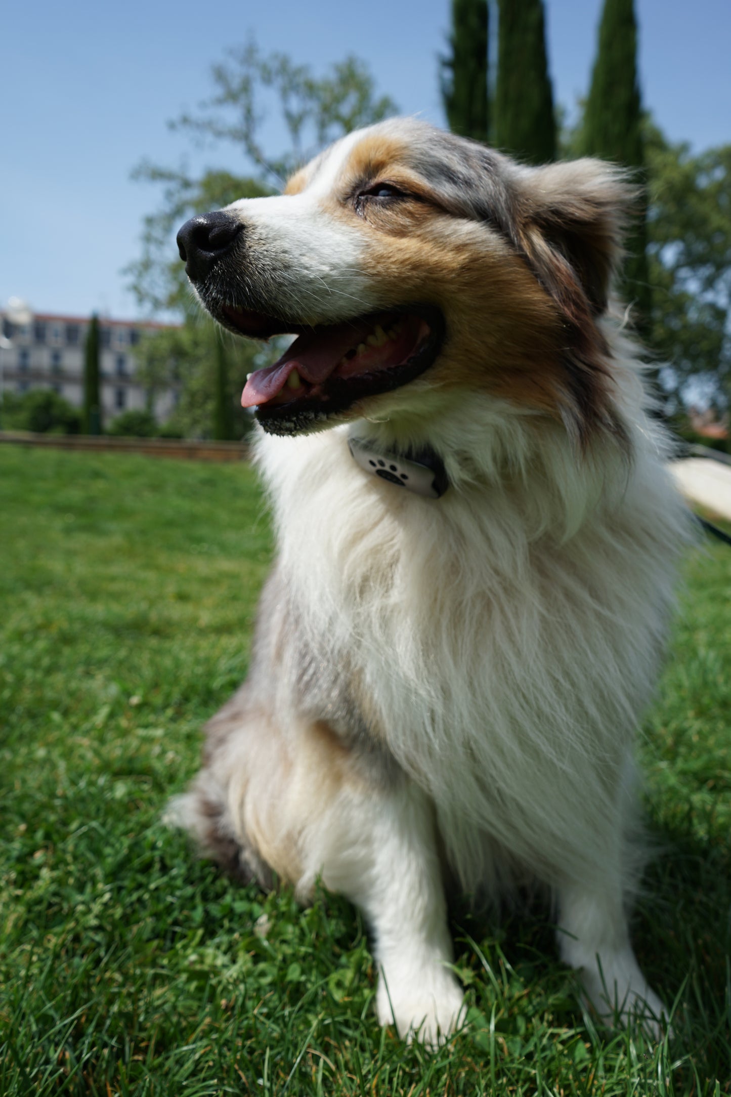 Collier Anti-Aboiements SilencePaw™ — Technologie Ultrasonique Sans Douleur