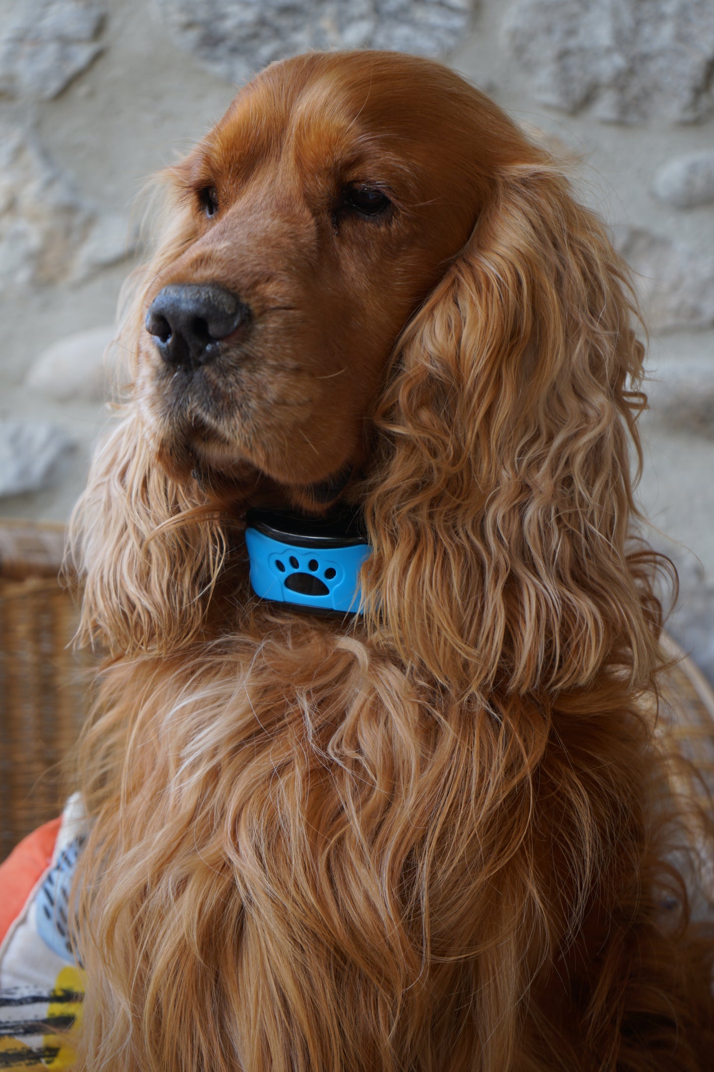Collier Anti-Aboiements SilencePaw™ — Technologie Ultrasonique Sans Douleur