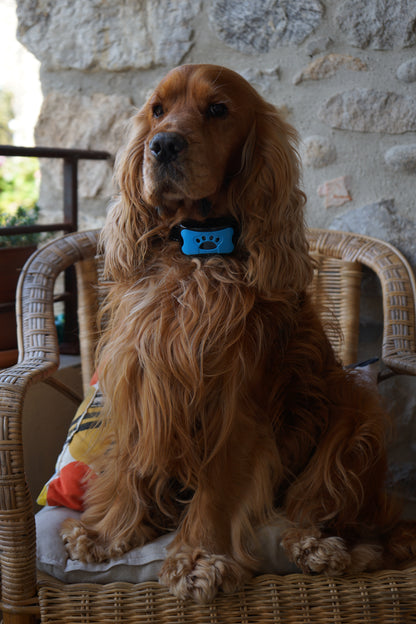 Collier Anti-Aboiements SilencePaw™ — Technologie Ultrasonique Sans Douleur