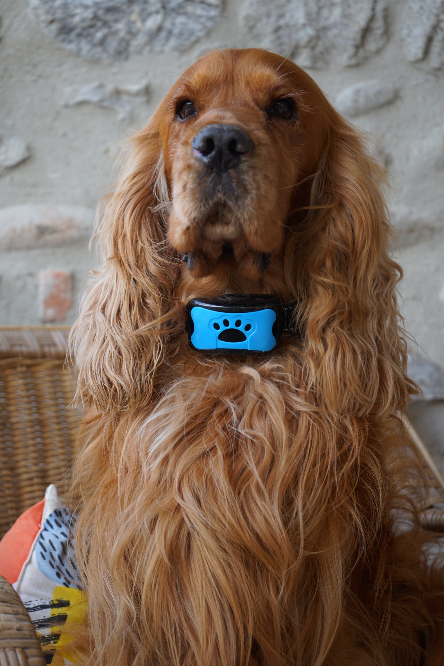 Collier Anti-Aboiements SilencePaw™ — Technologie Ultrasonique Sans Douleur