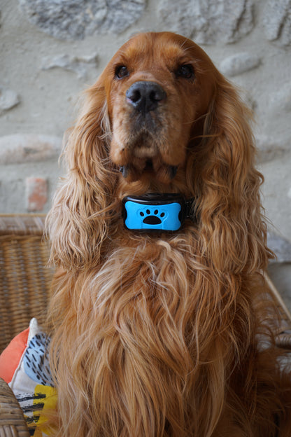 Collier Anti-Aboiements SilencePaw™ — Technologie Ultrasonique Sans Douleur