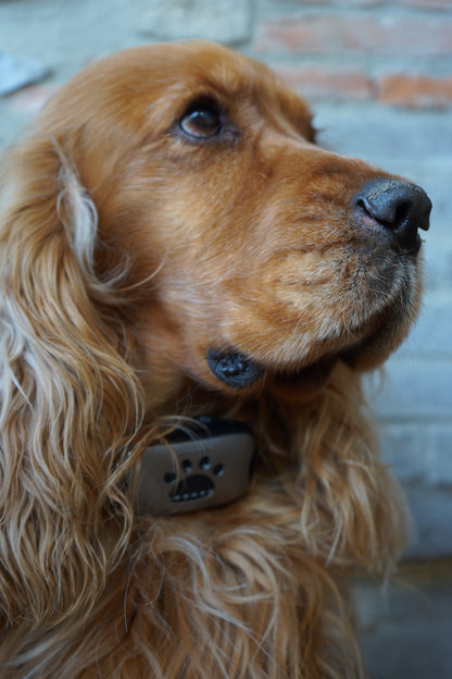 Collier Anti-Aboiements SilencePaw™ — Technologie Ultrasonique Sans Douleur