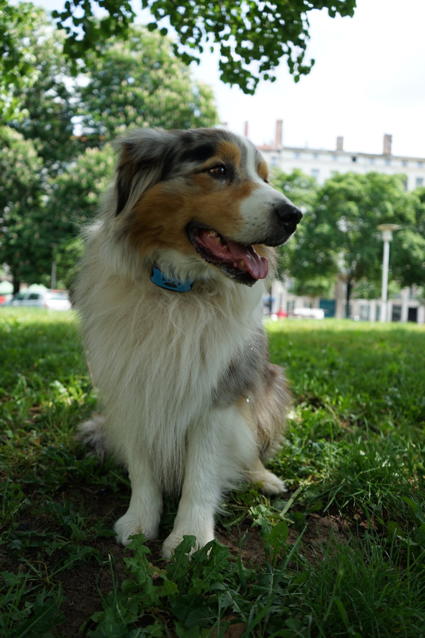 Collier Anti-Aboiements SilencePaw™ — Technologie Ultrasonique Sans Douleur