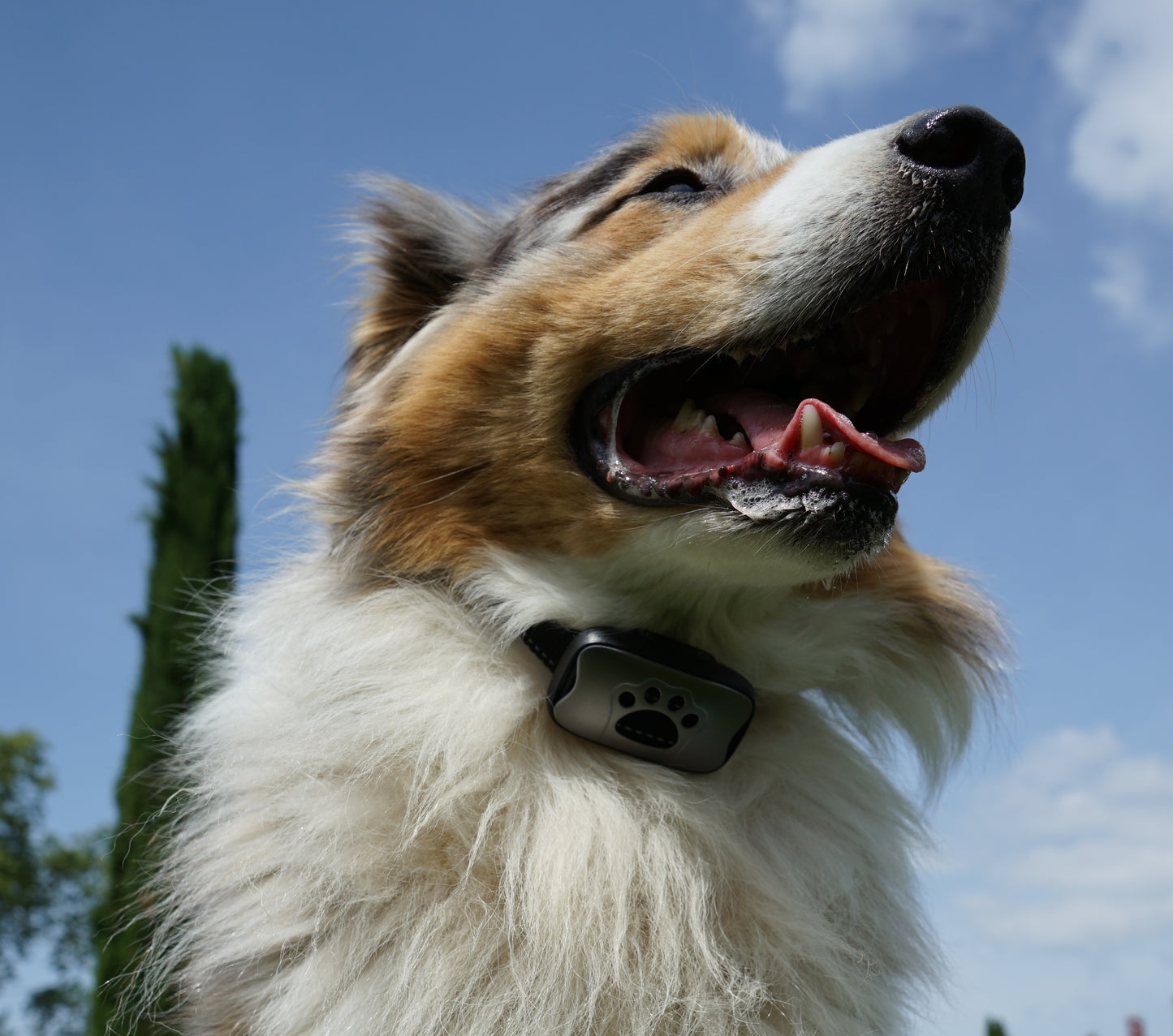 Collier Anti-Aboiements SilencePaw™ — Technologie Ultrasonique Sans Douleur